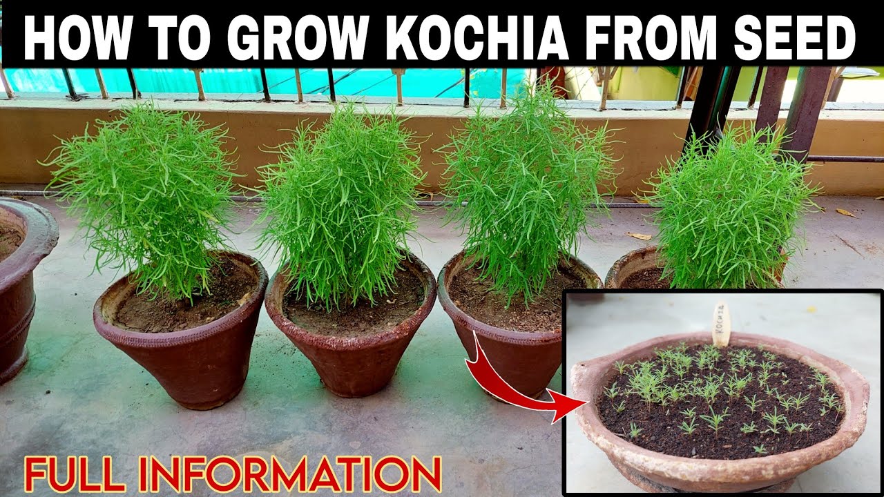 Fastest Way To Grow Kochia Plant At Home🪴|Full Information|कोचिया को बीज से उगाएं|Best Summer Plant