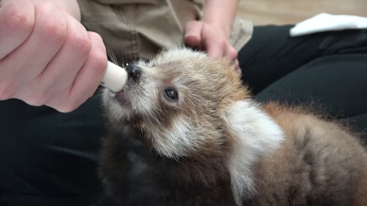 Baby red panda