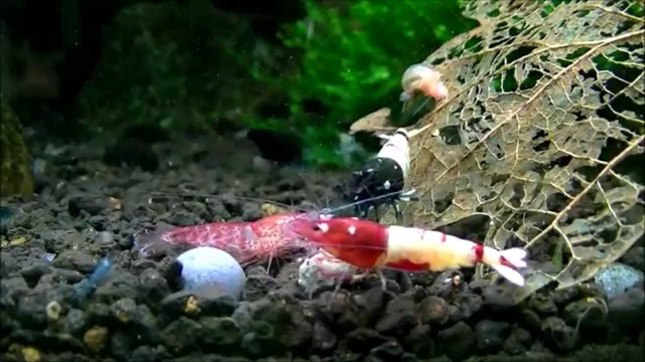 Szopen's Shrimps World - TaiTibee