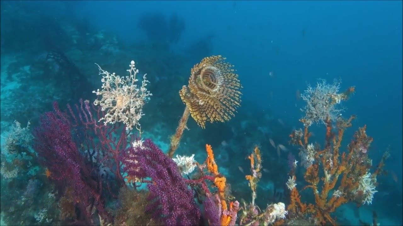 Gorgonocephale Astrospartus mediterraneus