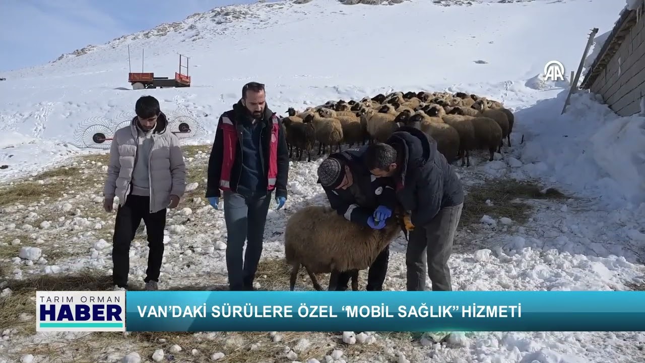Van’daki sürülere özel “mobil sağlık” hizmeti