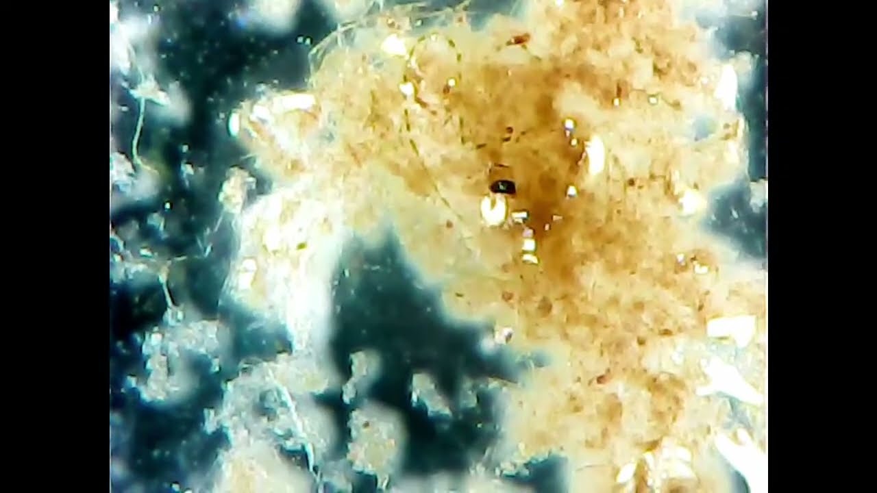 Skimmate Deep Dive. What's In Your Skimmate?