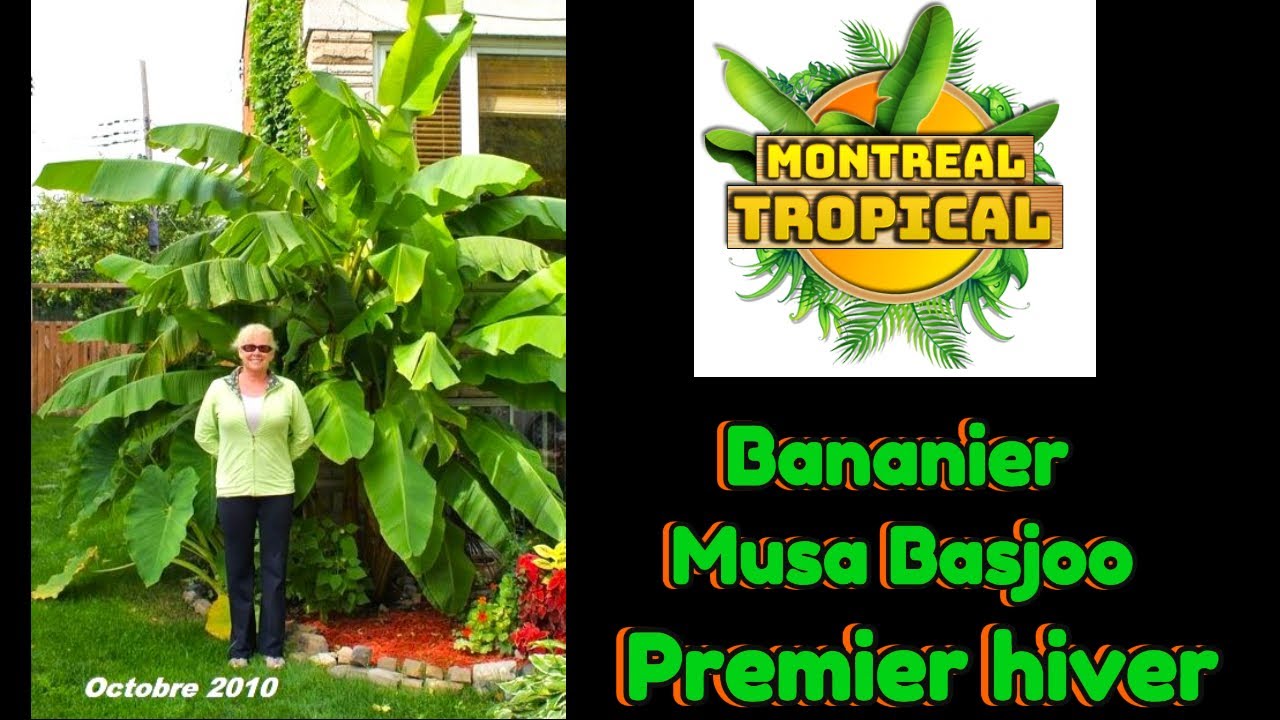 Bananiers musa basjoo   hivernisation   première année 1