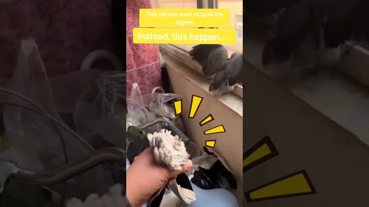 Rescuing a Pigeon Gone Hilariously Wrong! 🐦😂