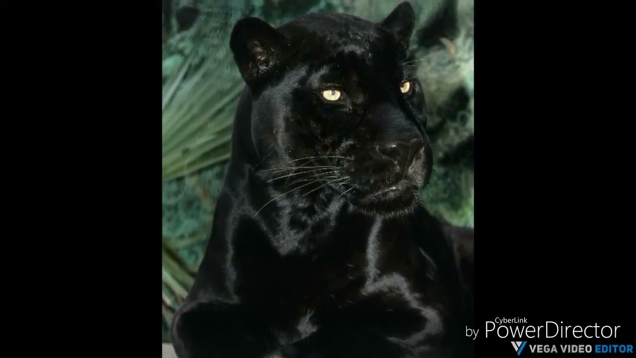 My Big Cat Sighting Uk