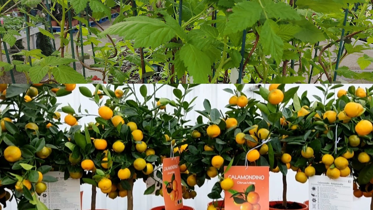 Rayon  de jardinage  chez E leclerc,  maxi bazar , marché aux puces  lyon