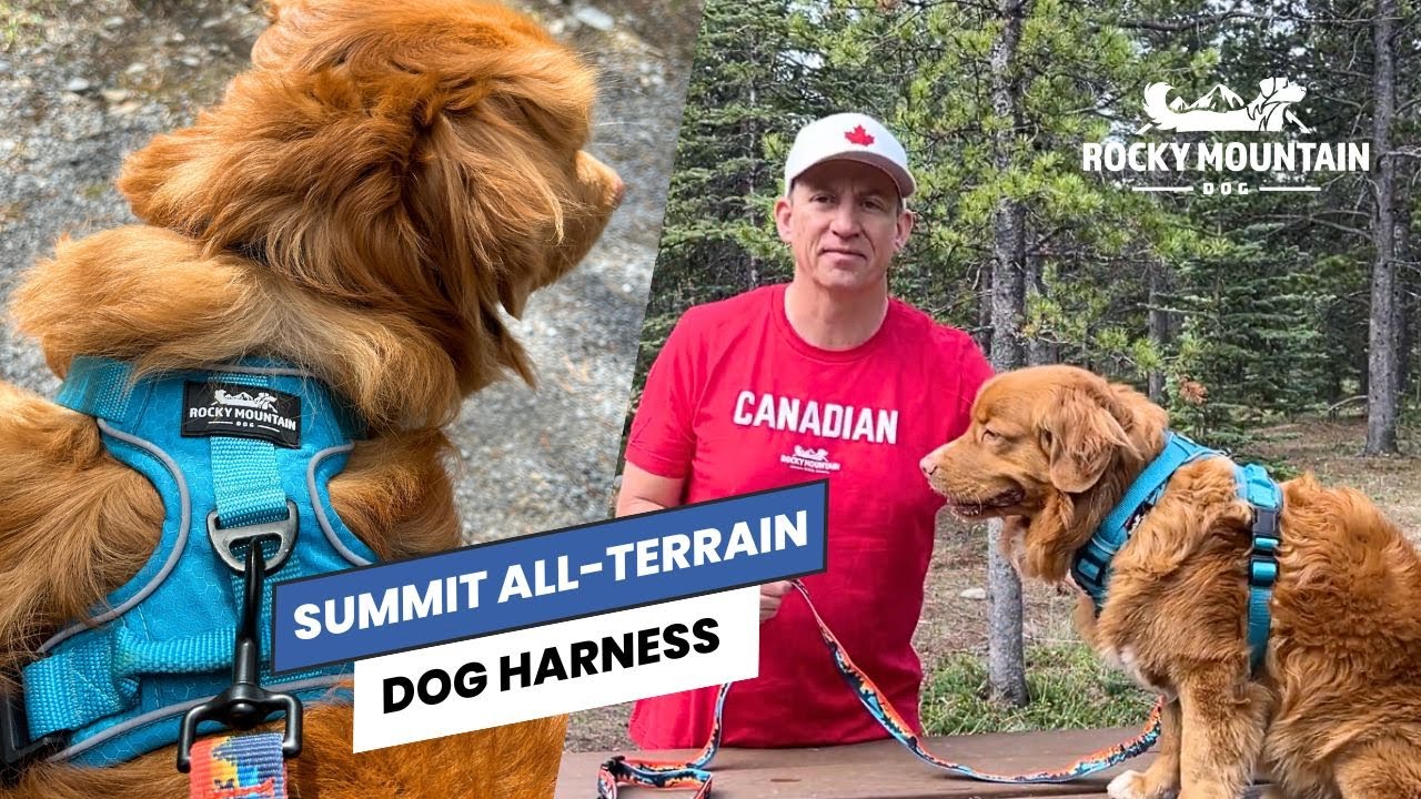 Summit All-Terrain Dog Harness