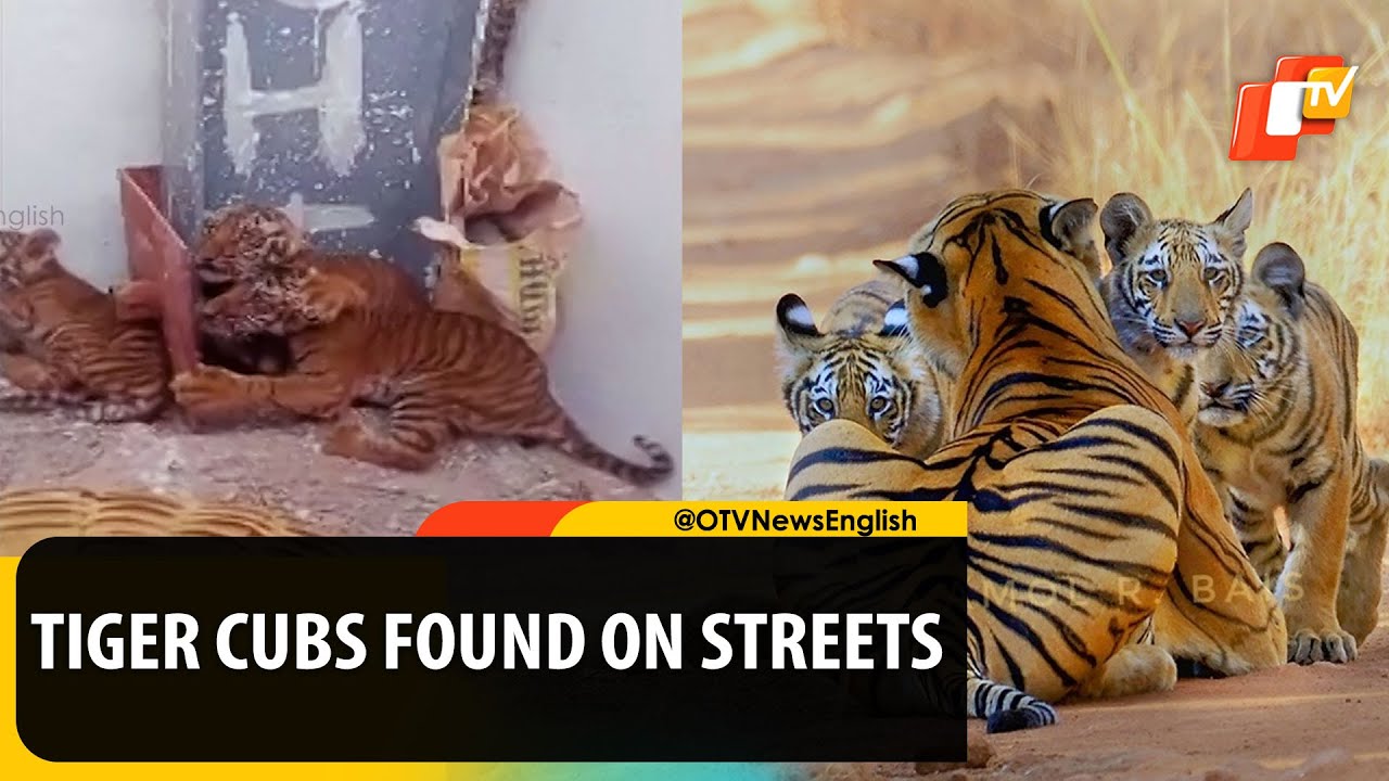Tiger Cubs Found In Residential Area In Andhra&rsquo;s Kurnool, Handed Over By Locals To Forest Officials