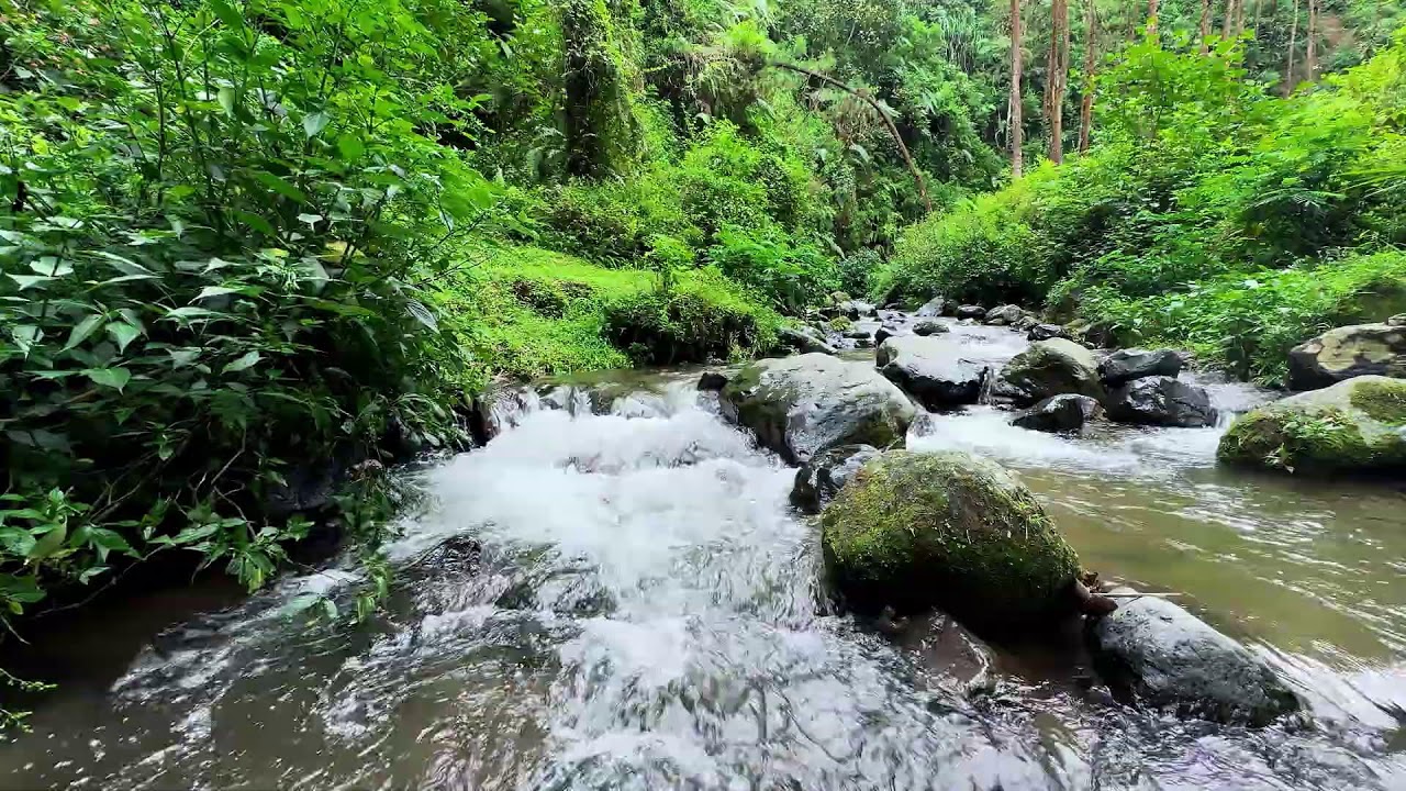 Ease anxiety gently with calming river sound beneath daylight forest trees for calmer deep rest