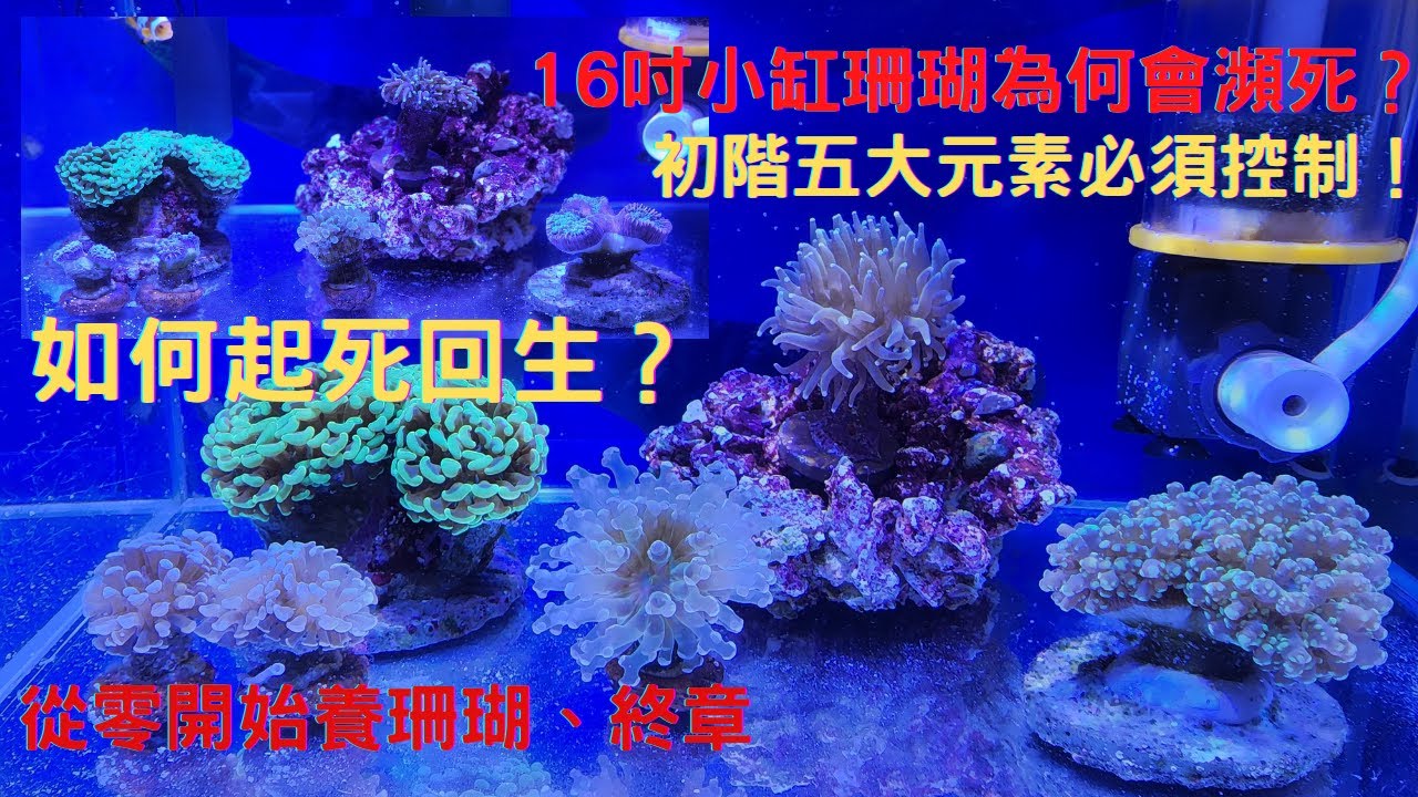 從零開始養珊瑚、終章😂16吋小缸珊瑚為何會瀕死？如何起死回生？😃初階五大元素必須控制！