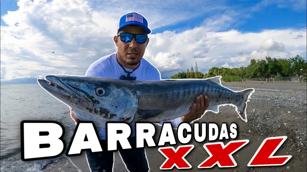 ¡TIERRA DE GIGANTES! PESCA DE BARRACUDAS ENORMES DESDE PLAYA