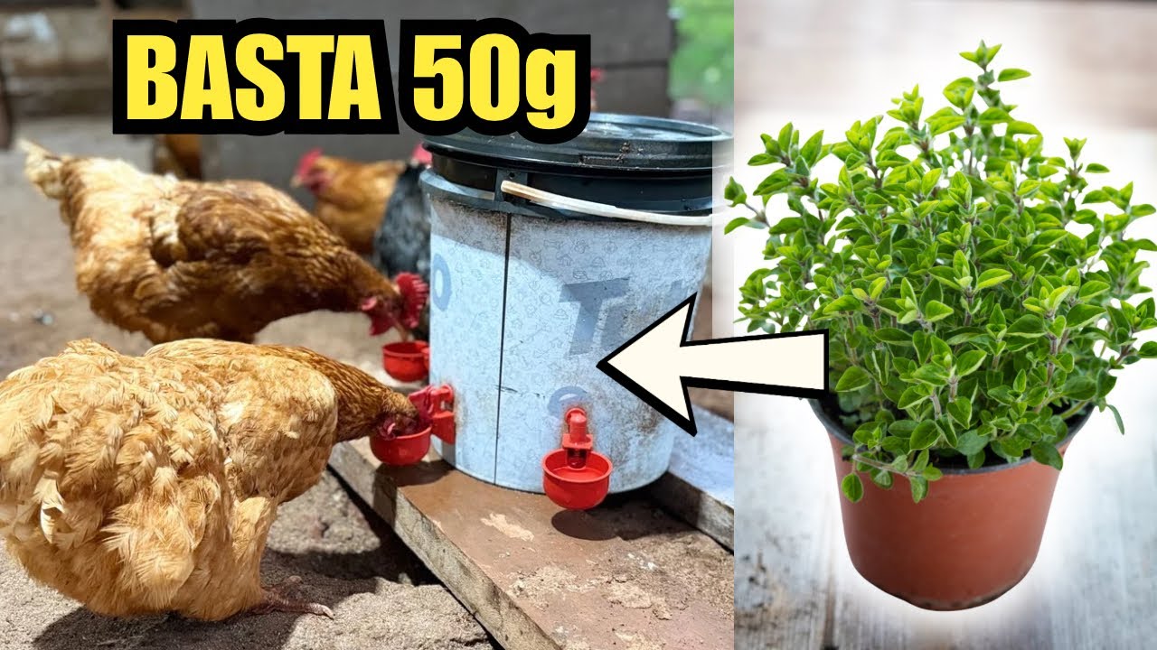 50g DESSA PLANTA E ADEUS DOEN&Ccedil;AS! Cura gogo, peito seco e diarreia!