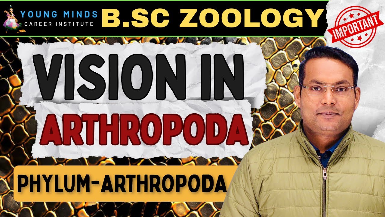 Vision in Arthropoda | B.Sc Zoology