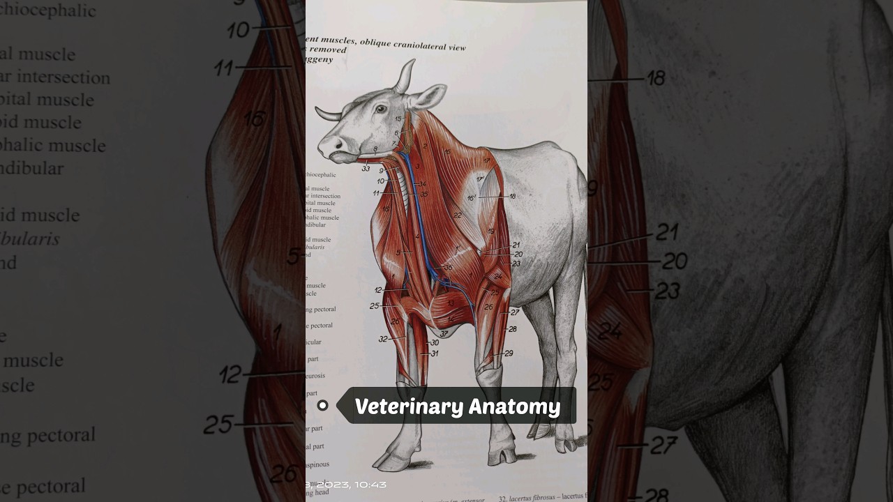 1st year veterinary subject || 1st year Bvsc Subjects & Syllabus #vetlife #veterinarysubject