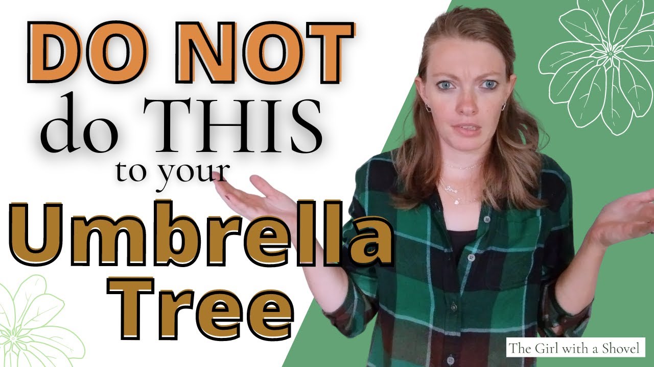 Umbrella Plant Problems | Leaves FALLING OFF, Leggy plant, & MORE!