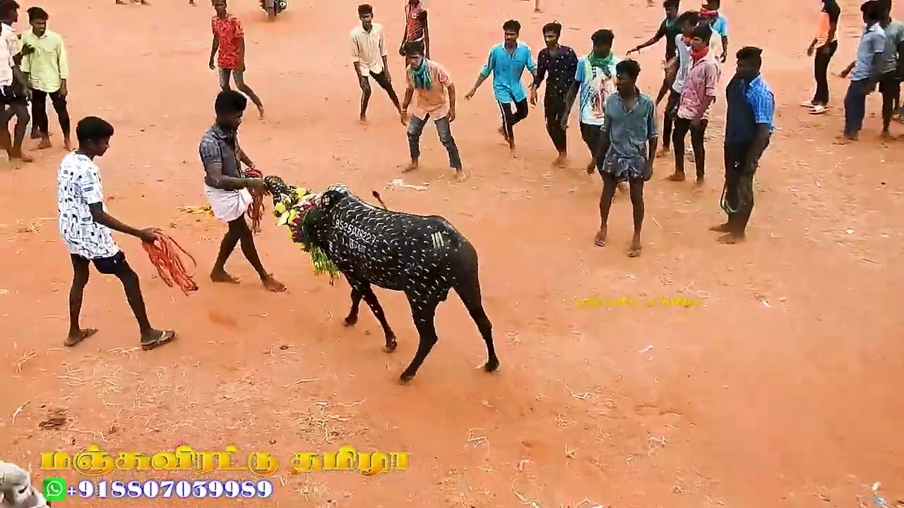 முழு வீடியோ 2022 கீழப்பூங்குடி மஞ்சுவிரட்டு-Keelapoongudi Jallikattu 2022 full video