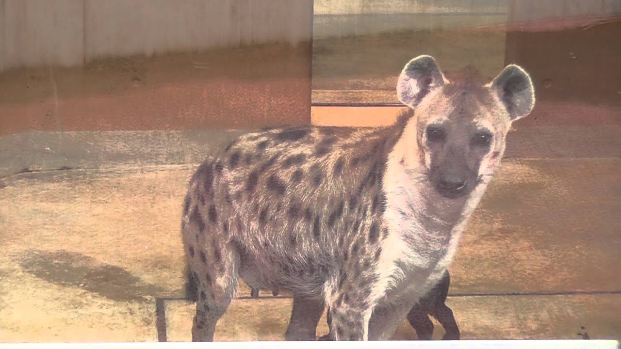 ブチハイエナのエナと赤ちゃん（高知県立のいち動物園）