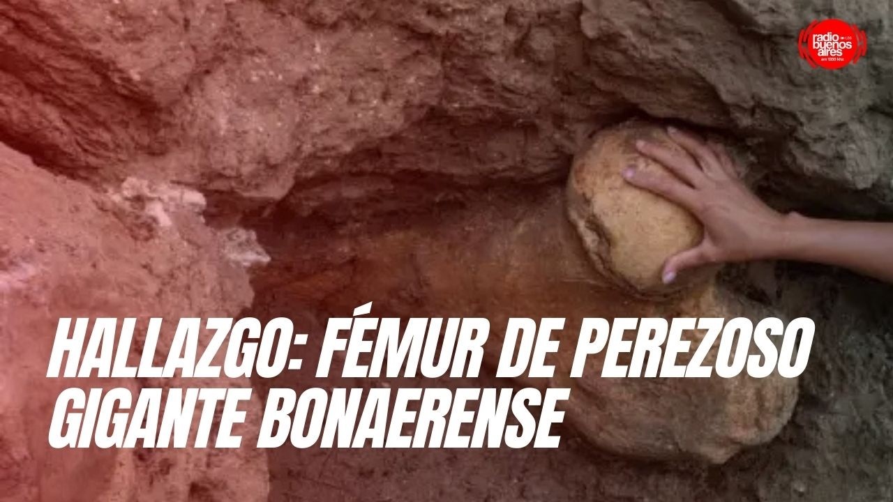 Hallazgo: Fémur de perezoso gigante bonaerense