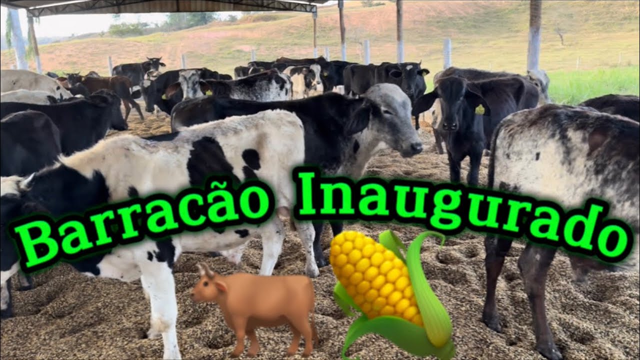 Confinamento de Puro Grão 100% Coberto !