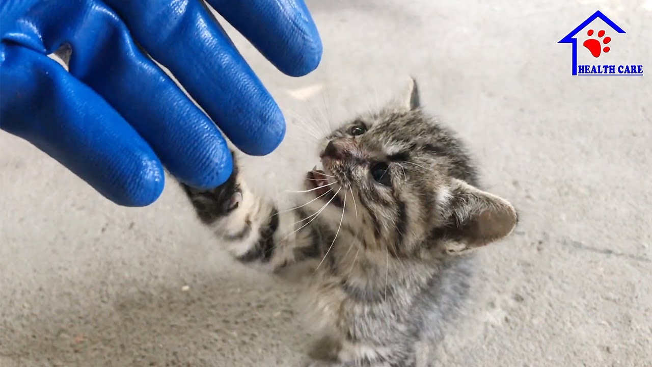 Милый котенок что-то говорит мне - Малыш котенок мяукать очень громко