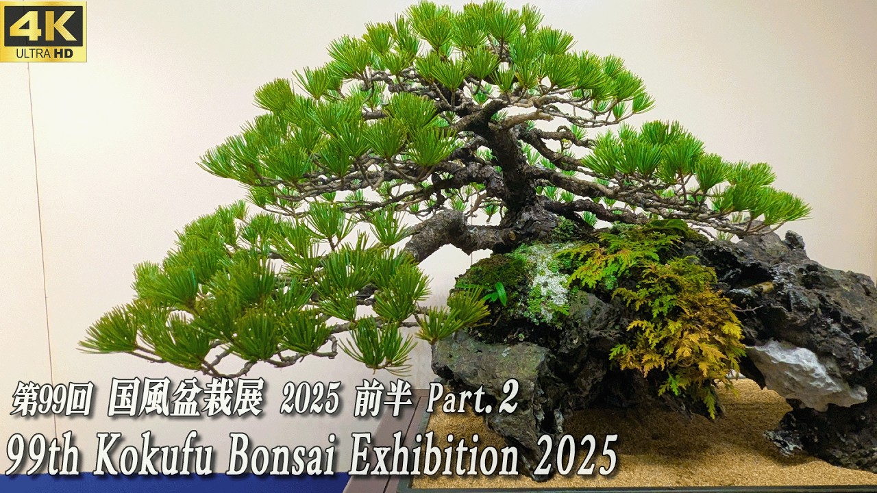 99th Kokufu Bonsai Exhibition 2025 First half Part.2 ~国風盆栽展 2025 前半 ~ [4K UHD]
