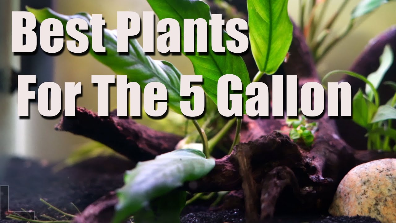 Аквариум на 5 галлонов? Вот мои любимые водные растения для него! 🌱