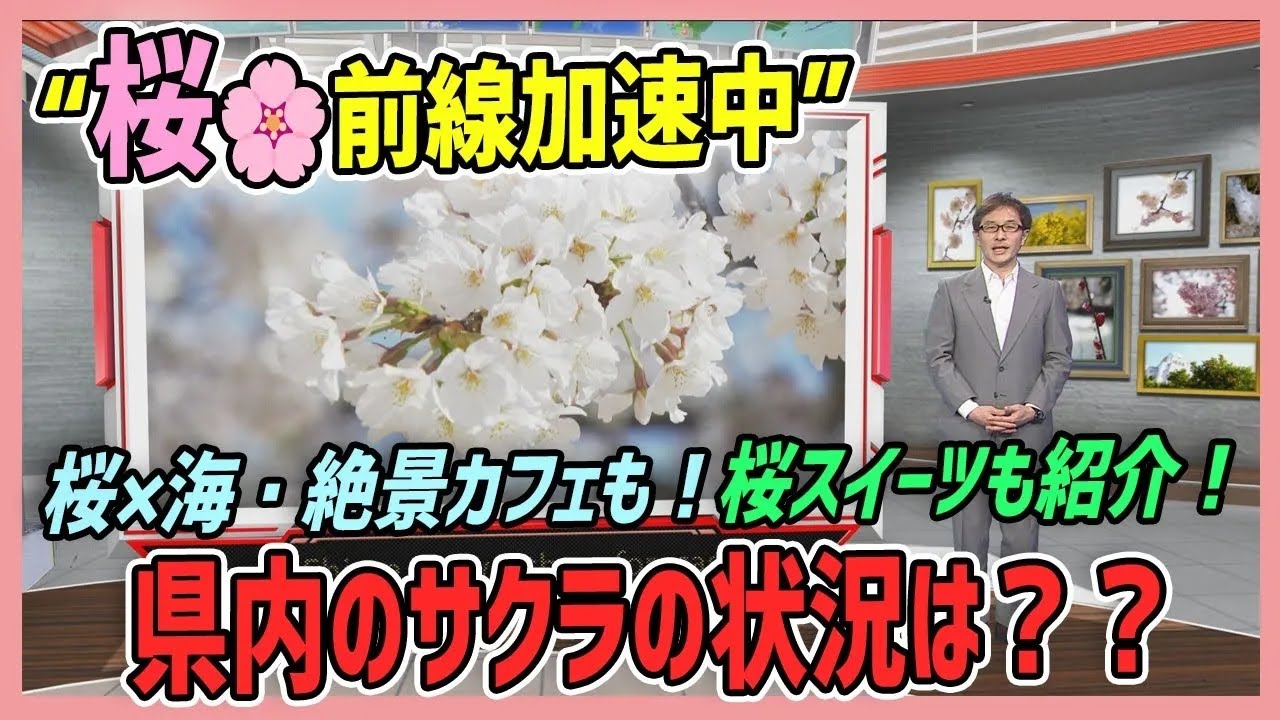 加速する桜前線🌸🌸🌸県内の最新情報を津村気象予報士が徹底調査！春満開の絶景ランチや期間限定サクラスイーツも登場🍰【愛媛のニュース・Jチャンえひめ特集】