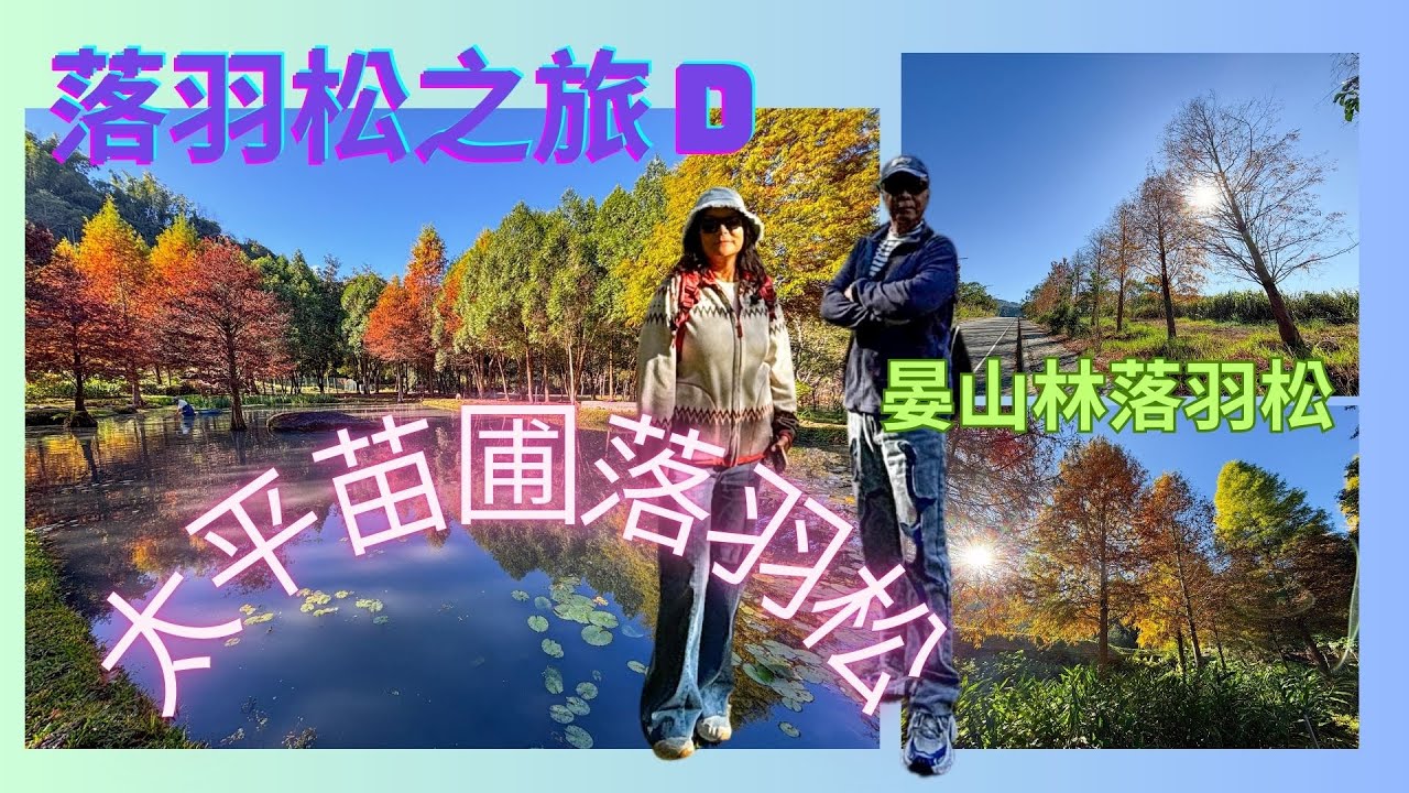 20251230萬ㄟeye台灣～落羽松之旅Ｄ～太平苗圃落羽松/請打開CC字幕   4K
