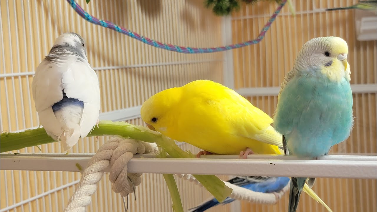 10 Hr Happy Singing & Eating Parakeet Budgies Birds, Reduce Stress of Lonely Quiet Birds