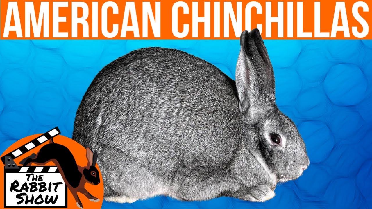 American Chinchilla by Dr. Stephan Roush