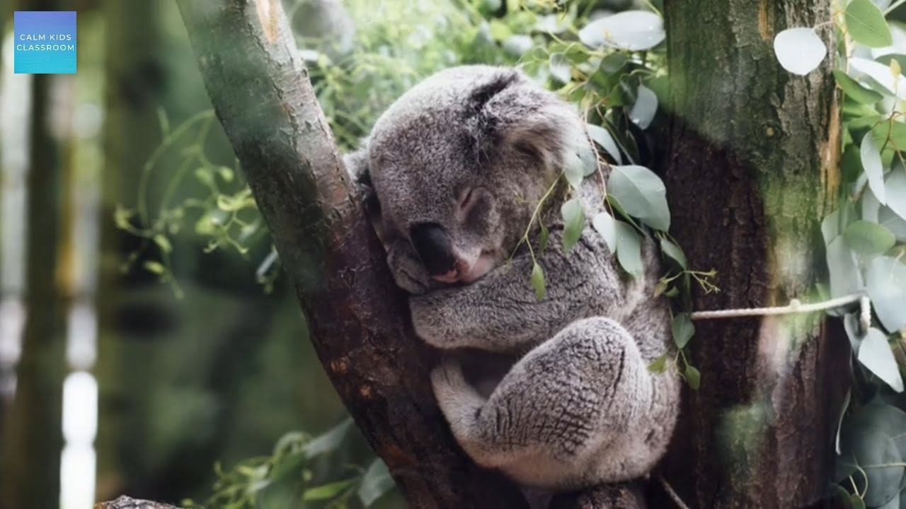 Quiet Classroom Music For Children - Australian Wildlife - Quiet reading music for the classroom