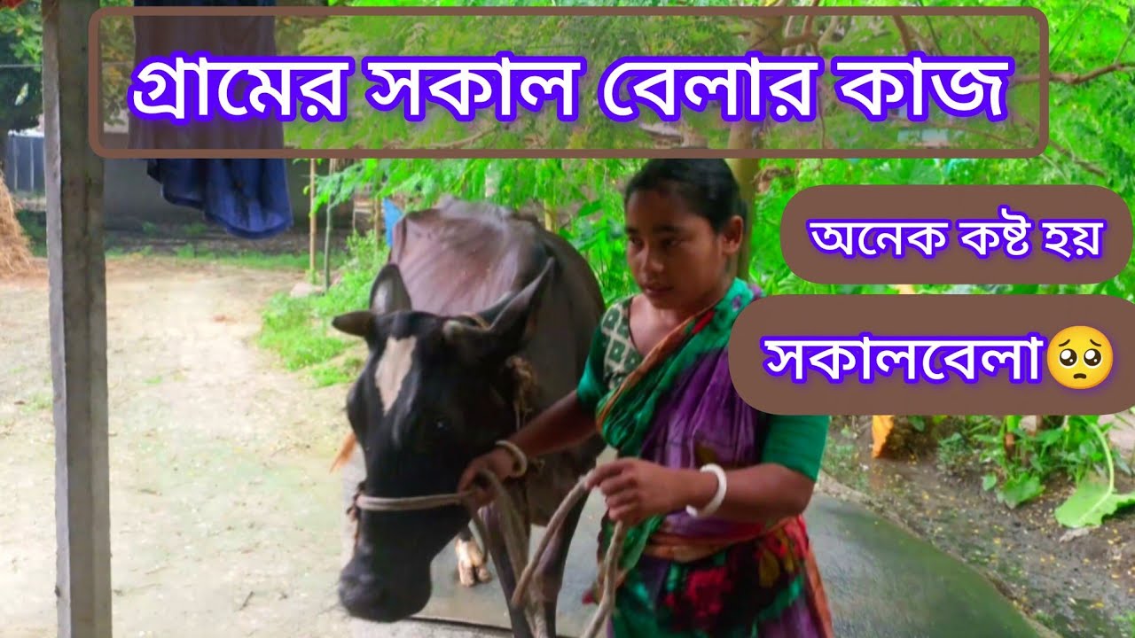 গ্রামের সকাল বেলার কাজ । Village morning work #villagework #villagrmorningwork #villagelife #village
