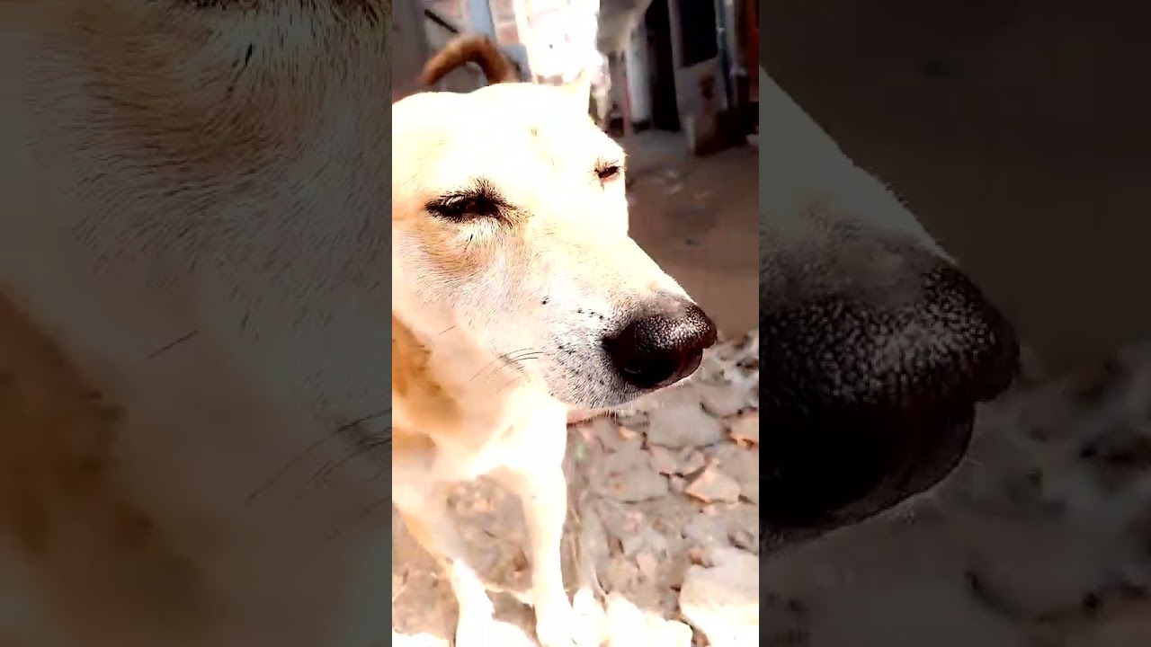 dog lover boy is not good at it is a very Happy 