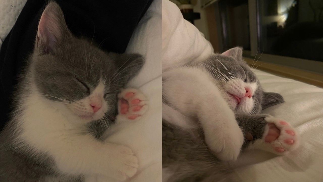 お迎えから100日、子猫がここまで成長しました