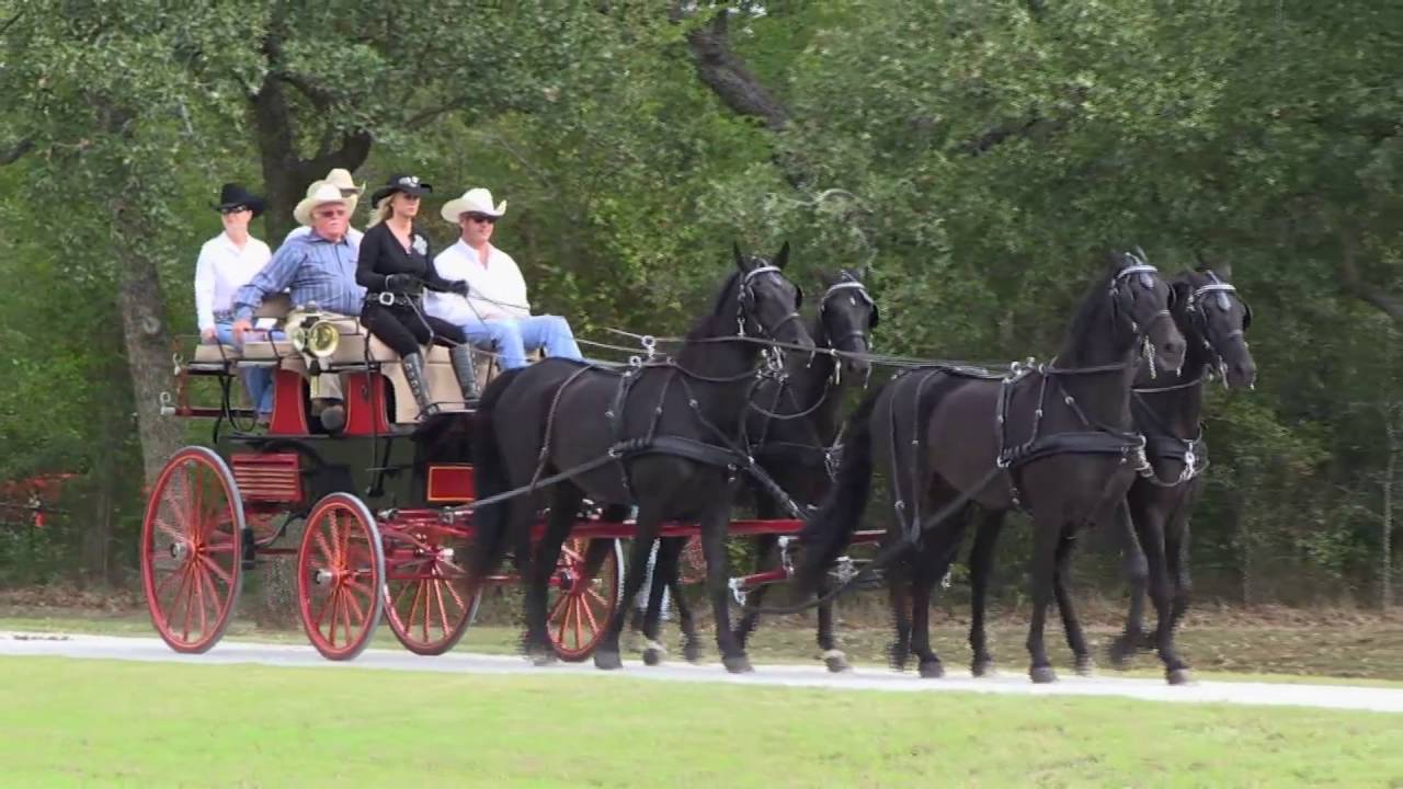 BELLA CAVALLI FARM • FRIESIANS & MORGAN HORSES