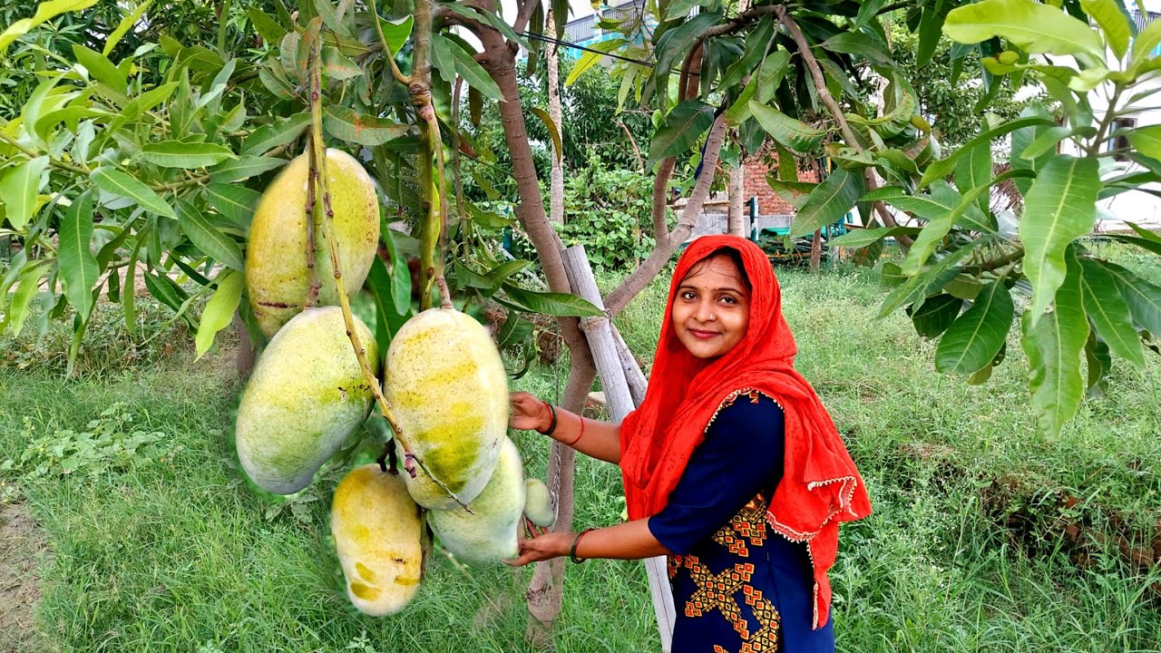 😳कितना अनोखे तरीके से हमारा आम्रपाली 🍋आम फरा है🤷👌 कितने महीने इंताज़र किया हमने इस दिन का💐💃