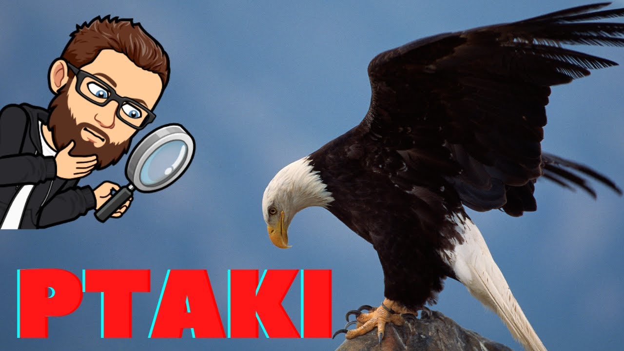 Ptaki i ich przystosowania do lotu. Skrzydła, pi&oacute;ra, dzioby i jeszcze kilka ciekawostek. Lecimy!🦜🦩🦚