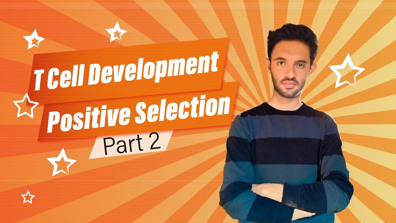 T cell Development and Maturation | Positive Selection of T cells | Immunology | part 2