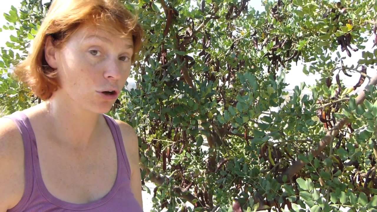 Carob trees - A Claire's Allotment Spanish special