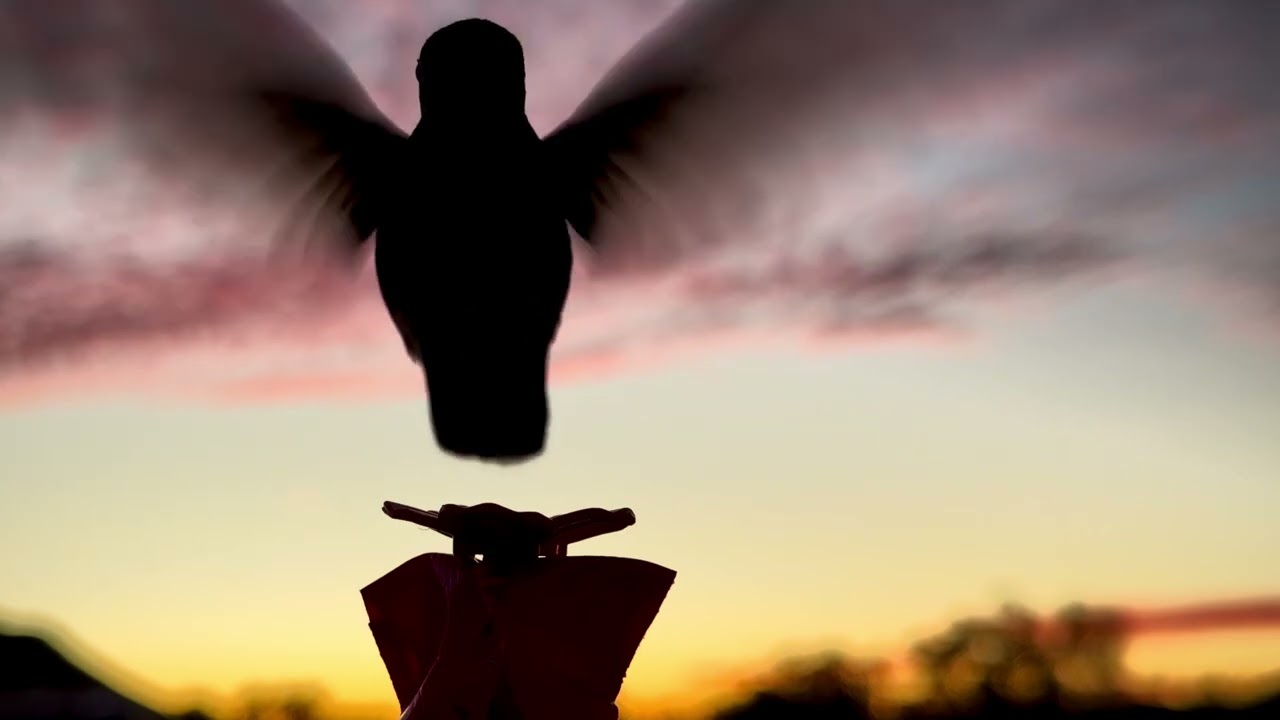 Hummingbird feeding at sunset slow motion silhouette 