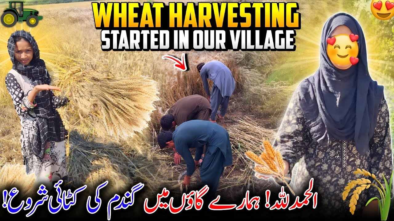 Allhumdulillah! Wheat Harvesting Has Started In Our Village 😍✨ Gandam Ki Katai Shroh | Family Vlog