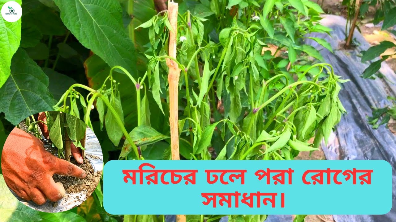 মরিচের ঢলে পরা রোগের সমাধান। মরিচ চাষিদের জন্য খুবই একটি গুরুত্বপূর্ন ভিডিও!