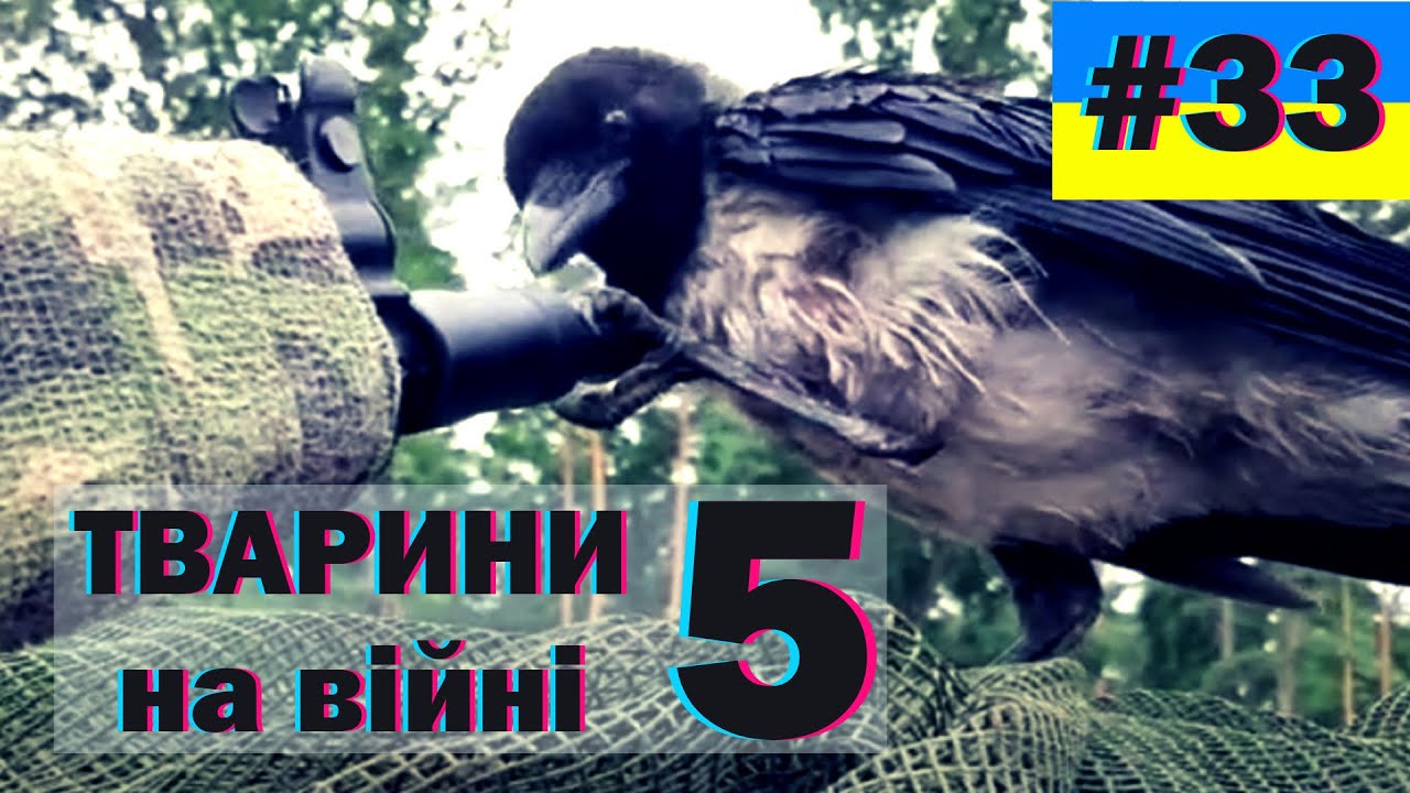 Тварини на війні - 5 збірка, меми, гумор, краще з тіктоку