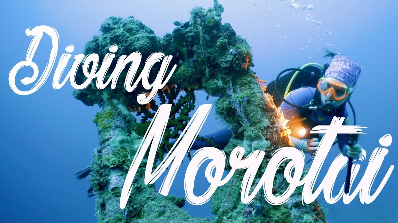 Diving Morotai - Wreck dive and blacktip shark point