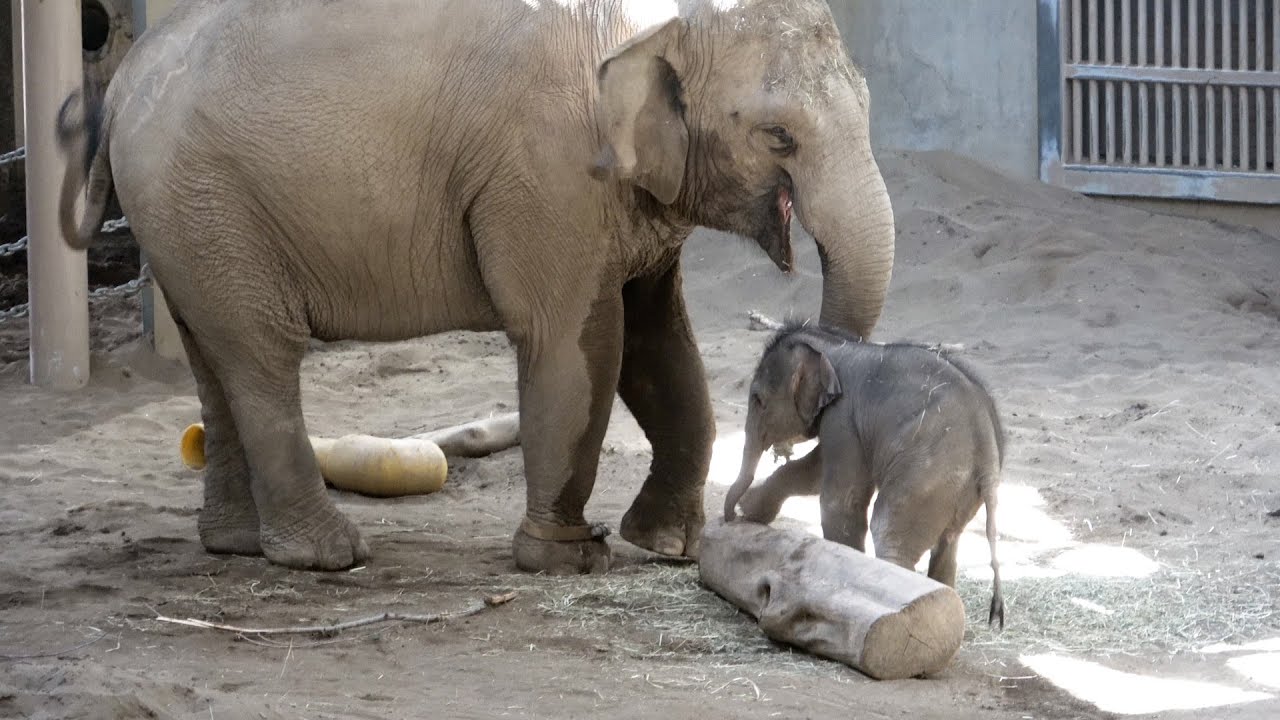 ゾウの赤ちゃんお披露目　札幌市円山動物園