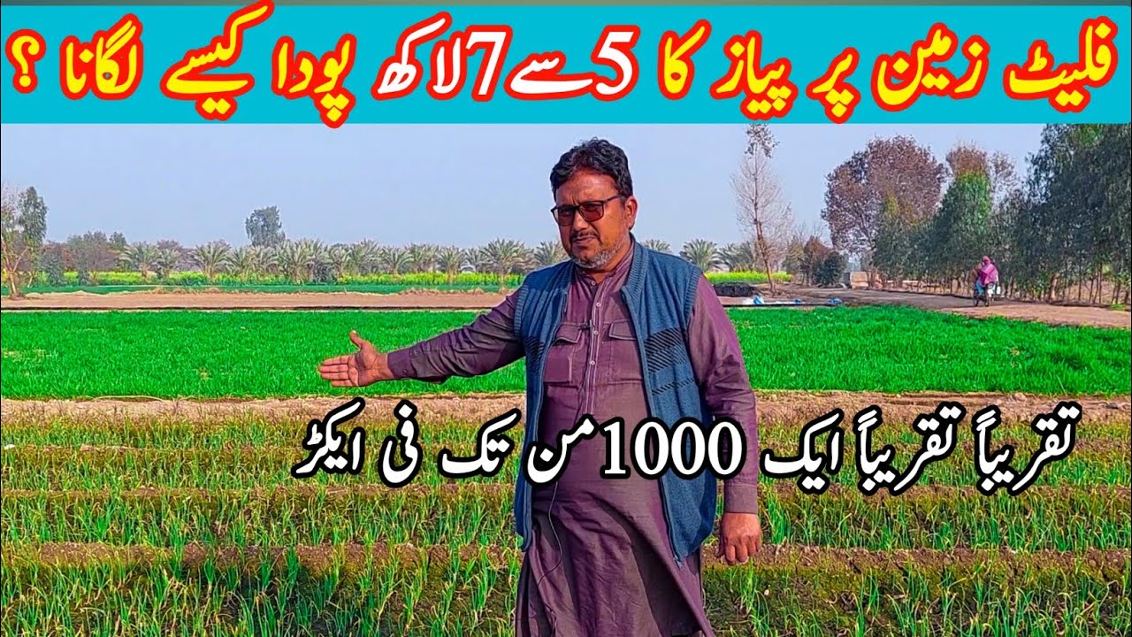 Onion| Payaz|High yield Crop high Density Farming Techniques in Pakistan Taj zari Farm Bahawalnagar