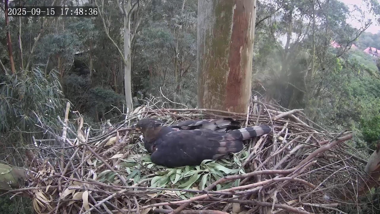 Zimbali Estate Crowned Eagle Live Stream 20250915 09h47am