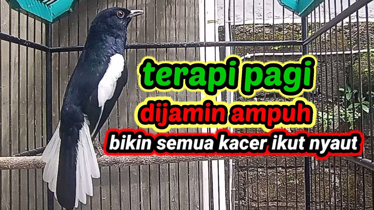 terapi pagi  dijamin ampuh bikin kacer bahan cepat bunyi dan gacor bikin nyaut semua jenis kacer