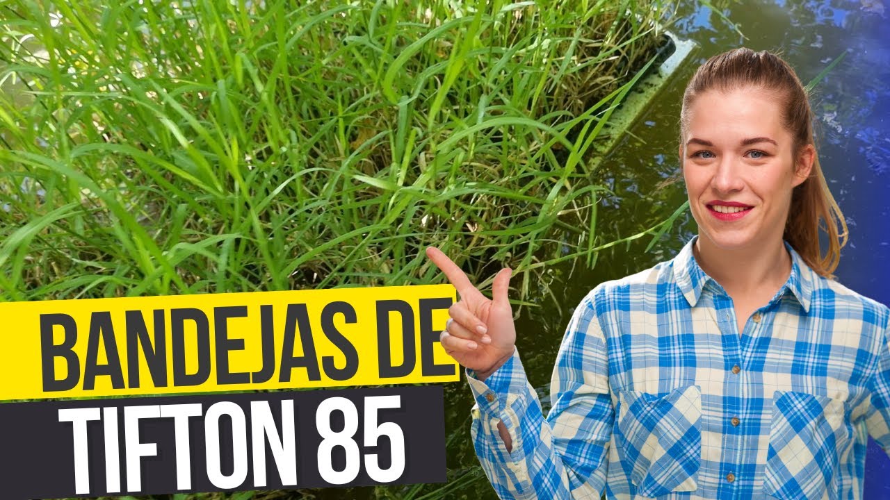 VEJAS AS MUDAS DE TIFTON 85 EM BANDEJAS | Melhor alternativa pra começar!