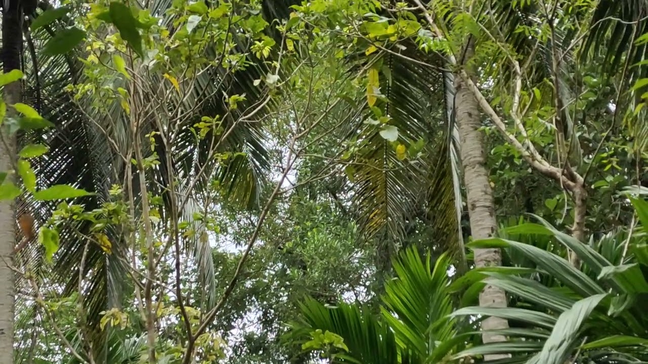 Sri lankan forest | Rathnapura district 